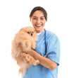 © Pixel-Shot - Female veterinarian with cute Pomeranian dog on white background
