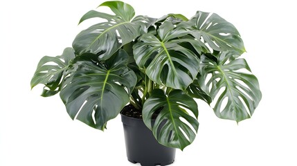 Wall Mural - Lush Green Monstera Plant in a Black Pot