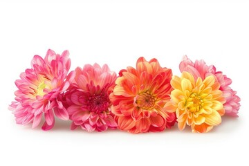 Vibrant Picture of Chrysanthemum Flowers Isolated on White Background