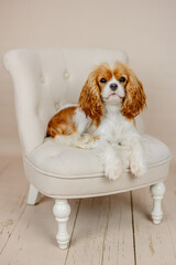 Hund Cavalier King Charles Blenheim liegt auf Sessel beige Hintergrund schaut direkt