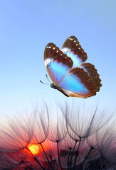 Aufkleber - Blue morpho butterfly and dandelion. Seeds of a dandelion flower on a background of sunrise.