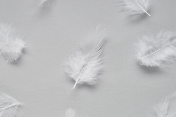 Wall Mural - Beautiful feathers on light grey background, flat lay