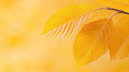 A close up of a yellow leaf on a tree branch