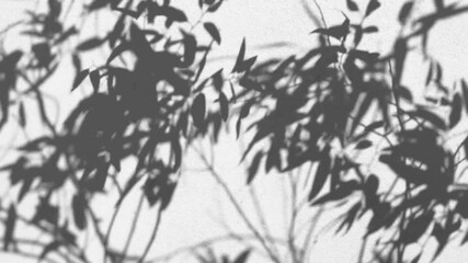 Wall Mural - realistic shadow of tree branches with leaves silhouette on white wall. slow motion of leaf shadow w