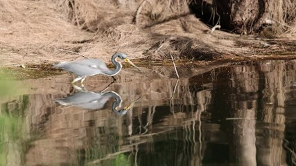 Wall Mural - great heron