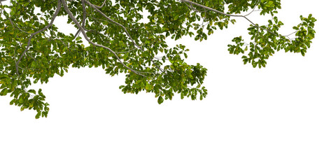 cut out branch with leaves tree isolated on white