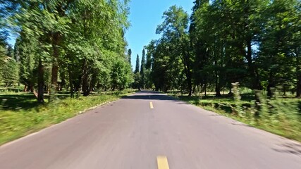 Sticker - Straight asphalt road through a lush green forest