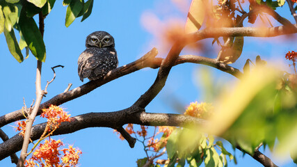 Spotted Owlets perching on tree branch in forest park, Athene brama, Owl with yellow big eyes, white eyebrows and neck-band, shallow depth of field