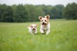 © Dan - Joyful Puppies in a Lush Green Field