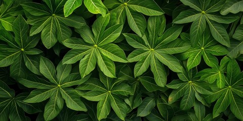 Poster - Top view of vibrant papaya tree leaves showcasing their unique shape and texture, creating a stunning pattern. The lush green papaya tree leaves add beauty to any garden or landscape.