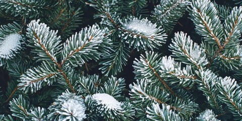 Aufkleber - A detailed view of evergreen branches covered in snow during the winter season, showcasing the beauty of natures frosty touch on the evergreens in wintertime.