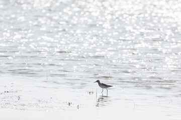 Wall Mural - Wood sandpiper on a sandy shore near the water