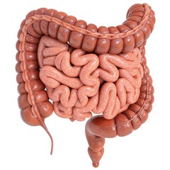 Wall Mural - illustration of the human large and small intestines in detail. generative ai
