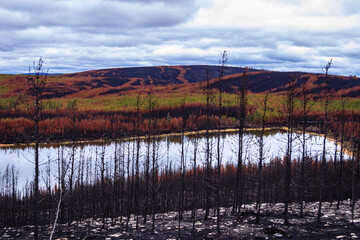 Wall Mural - A desolate landscape with a lake and a forest