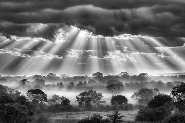 Wall Mural - Sunbeams pierce fog over a tranquil field at dawn