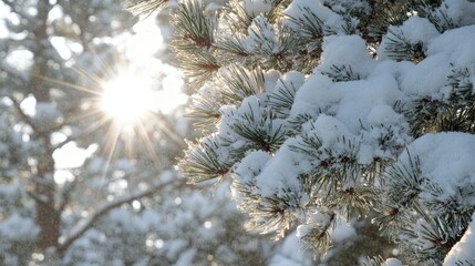 Wall Mural - Sunlight breaking through a snow-covered pine tree, creating a magical winter landscape.
