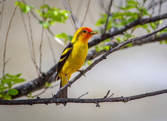 Wall Mural - Western Tanager