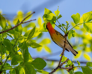 Wall Mural - Male Blackburnian Warbler