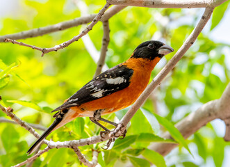 Wall Mural - Black-headed Grosbeak