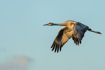 A Sandhill Crane flying over a marsh