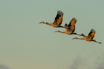 Wall Mural - sandhill cranes flying over a marsh