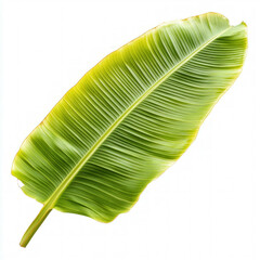 Wall Mural - Banana Leaf Isolated