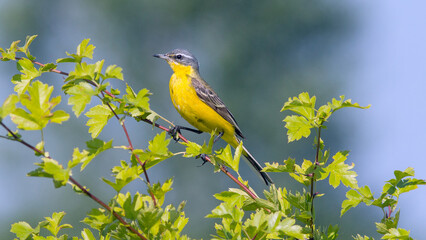 Poster - bird on a branch