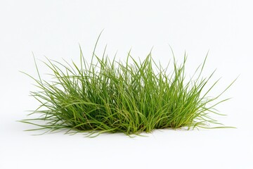 clump of green grass on white background