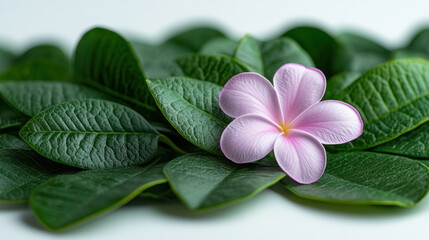 Wall Mural - Pink plumeria flower on green leaves, white background, spa conc