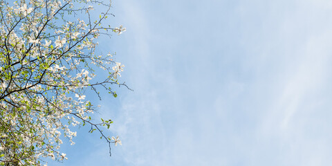 Wall Mural - Branches of a blossoming tree with white magnolia flowers against a bright blue sky. Spring atmosphere, freshness and nature.