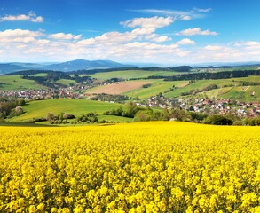 Wall Mural - rapeseed field canola or colza Brassica napus field