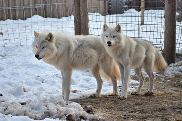  A pack of Arctic wolves on the hunt, their sleek gray coats blending seamlessly with the snowy backdrop.