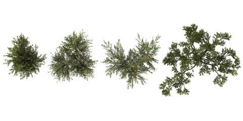 top view of olea trees isolated on white background