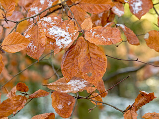 Wall Mural - Brown winter beech tree leaves with a dusting of snow