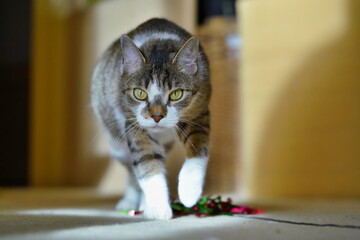 A cute colorful cat goes towards the camera.  portrait of a funny tabby cat. 