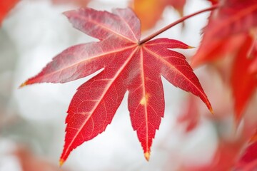 Wall Mural - A detailed view of a single leaf on a tree branch