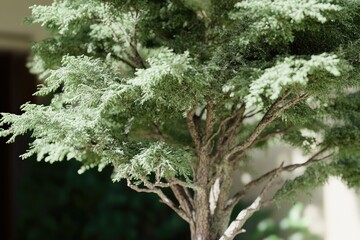 A small tree growing in a decorative pot