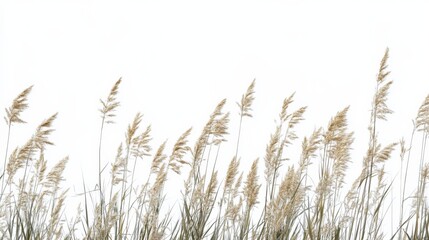 Naklejka na meble tall grass against a white background