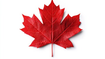 close up of a red maple leaf on a white background