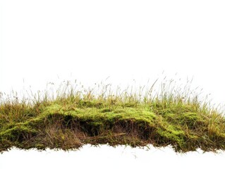 a patch of grass and moss against a white background