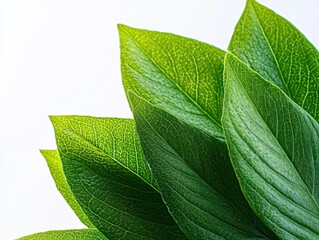 Wall Mural - close-up of fresh green leaves on white background