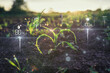 © Leonid - Farm agriculture AI technology monitoring corn plant on agriculture field