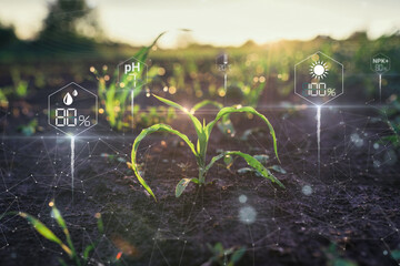 Farm agriculture AI technology monitoring corn plant on agriculture field
