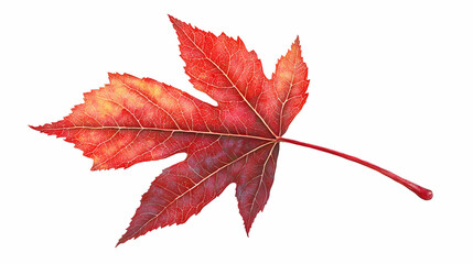 red maple leaf isolated on transparent or white background, png. leafglow. illustration