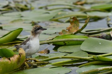 Sticker - Black-headed gull chick on lotus leaf