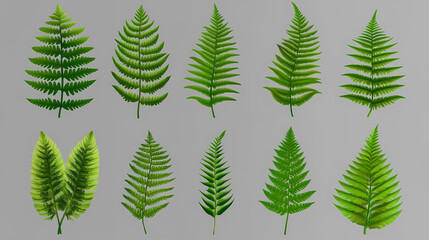 Fern leaf set isolated on transparent background - nature, garden, jungle design element png cutout collection. Leafglow. Illustration