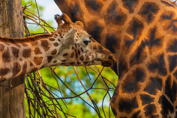 family of Giraffe Giraffa camelopardalis,with a baby. sticking out blue tongue