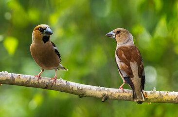 pair of birds female and male grosbeak sitting on tree branch in spring sunny forest