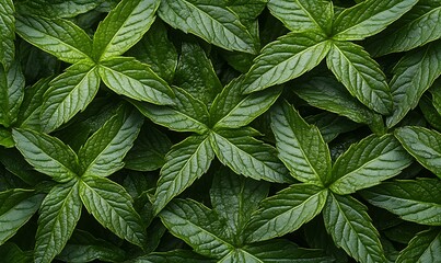 Canvas Print - Lush green mint leaves background texture.