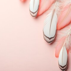 Wall Mural - Pink and white feathers arranged on a pink background.